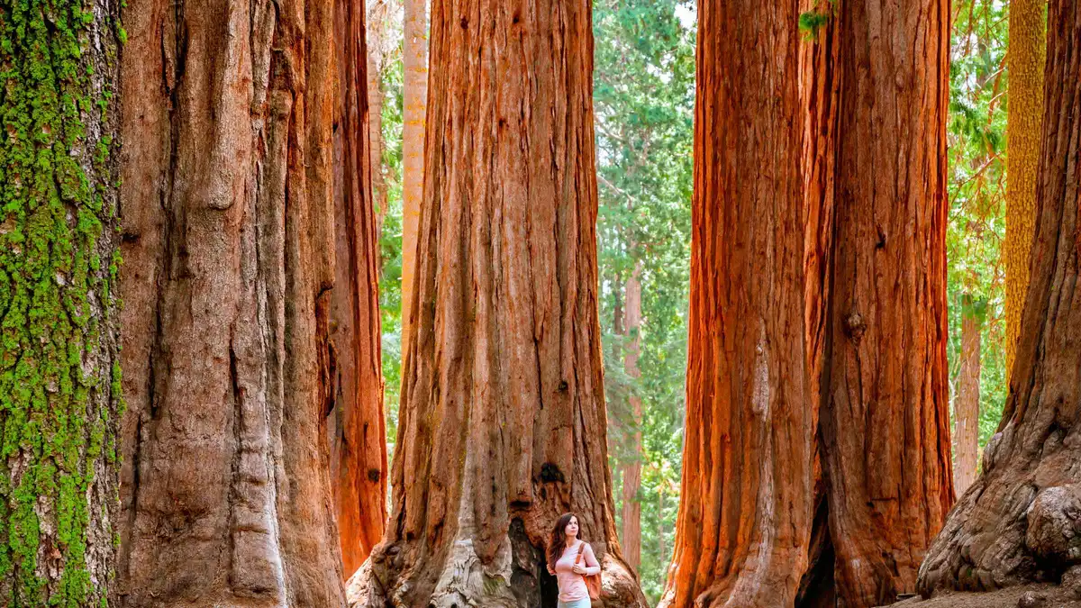 Small group, sequoia hike on a Yosemite tour from San Francisco, California