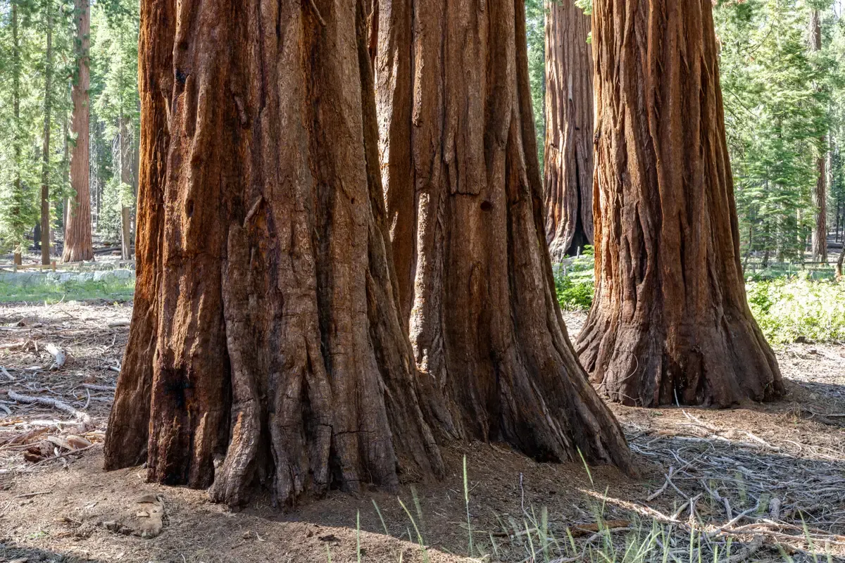 Giant sequoia trunks in Mariposa Grove on a Yosemite tour from San Francisco, California